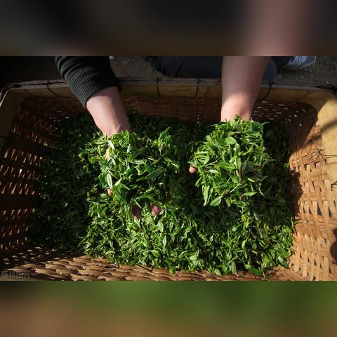 轻松打造茶叶推荐品牌图，步骤与案例解析