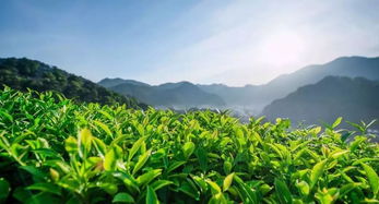 建始县茶叶品牌，绿色山川孕育的香茗传奇