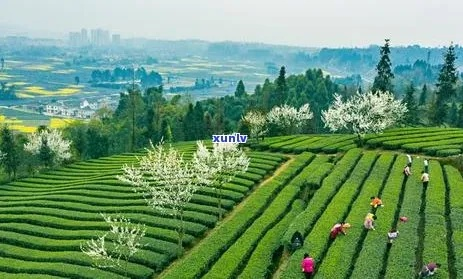 眉山茶叶品牌大盘点，品味四川，尽享茶香四溢