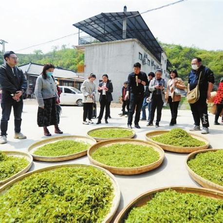 性价比超高的茶叶品牌盘点，平民百姓的茶香生活