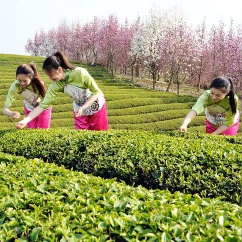性价比超高的茶叶品牌盘点，平民百姓的茶香生活