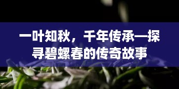一叶知秋，千年传承—探寻碧螺春的传奇故事
