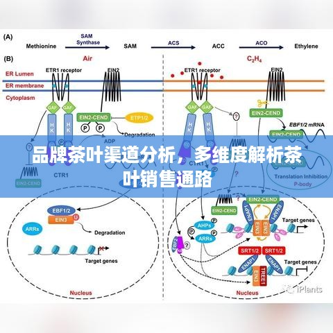 品牌茶叶渠道分析，多维度解析茶叶销售通路