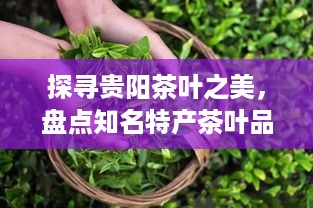 探寻贵阳茶叶之美，盘点知名特产茶叶品牌及特色