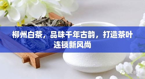 柳州白茶，品味千年古韵，打造茶叶连锁新风尚