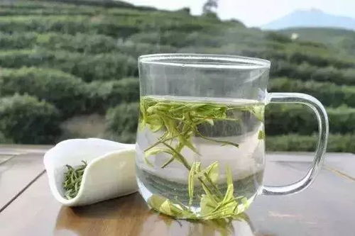 柳州白茶，品味千年古韵，打造茶叶连锁新风尚