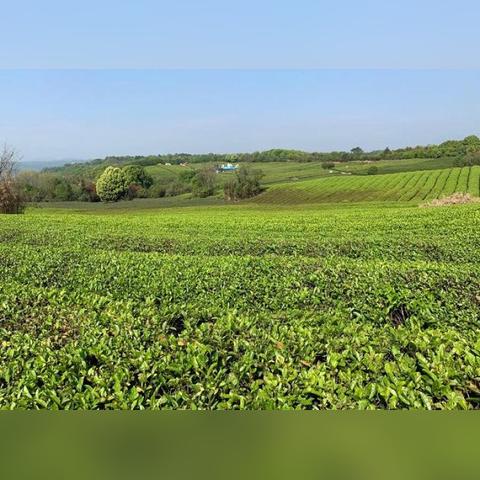 揭秘三绿茶叶品牌，绿色、健康、品质的代名词