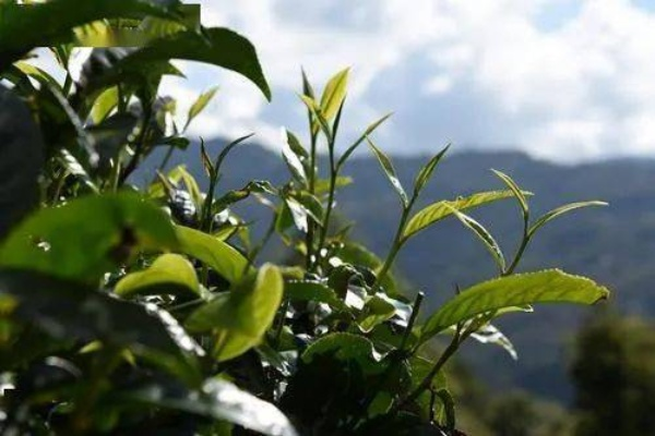 西盟生态茶叶品牌全解析，藏在云南深山的绿色宝藏