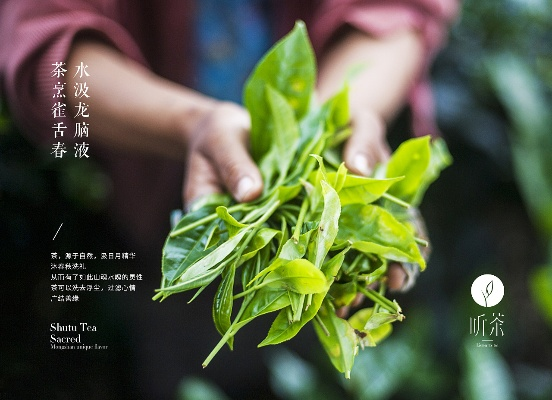 从一盏茶到一片心，茶叶品牌体验感悟的写作指南