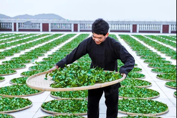 生态小种茶叶品牌全解析,从传统到现代的绿色传奇 生态小种茶叶品牌全解析,从传统到现代的绿色传奇
