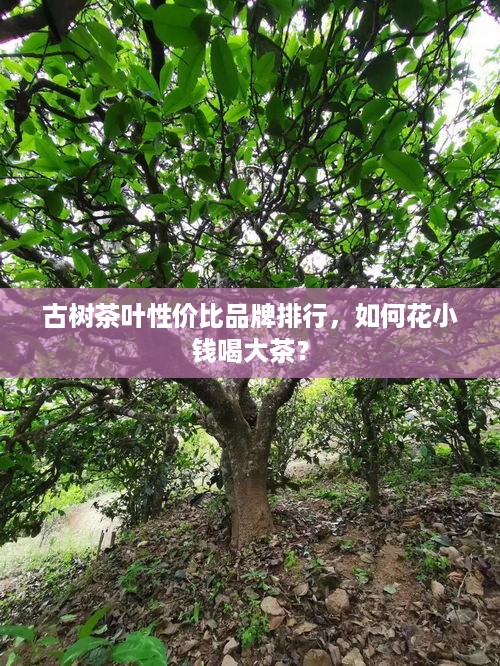 古树茶叶性价比品牌排行,如何花小钱喝大茶? 古树茶叶性价比品牌排行,如何花小钱喝大茶?