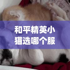 和平精英小猫选哪个服务器? 和平精英小猫选哪个服务器?