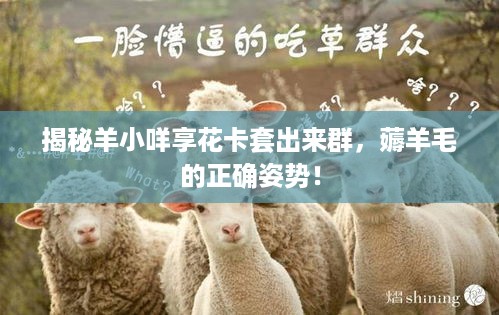 揭秘羊小咩享花卡套出来群,薅羊毛的正确姿势! 揭秘羊小咩享花卡套出来群,薅羊毛的正确姿势!