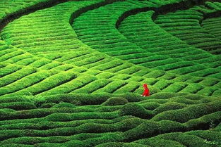 从茶园到茶杯,揭秘锦世奇兰的匠心之旅 从茶园到茶杯,揭秘锦世奇兰的匠心之旅