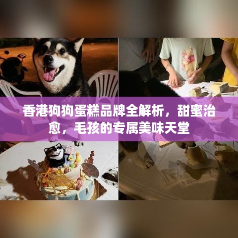 香港狗狗蛋糕品牌全解析,甜蜜治愈,毛孩的专属美味天堂 香港狗狗蛋糕品牌全解析,甜蜜治愈,毛孩的专属美味天堂