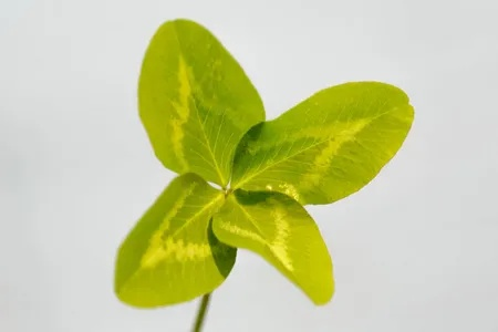 四片叶子的茶叶品牌,幸运与品质的双重盛宴 四片叶子的茶叶品牌,幸运与品质的双重盛宴