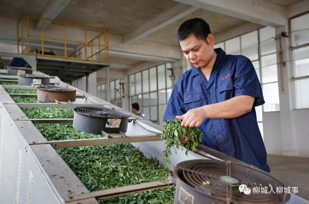 广西茶都崛起!手把手教你打造年入百万的茶叶加盟工厂店 广西茶都崛起!手把手教你打造年入百万的茶叶加盟工厂店